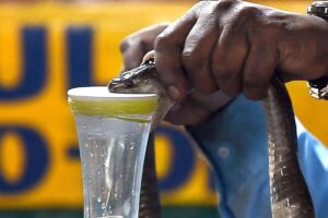 How snakebites push rural families deeper into poverty