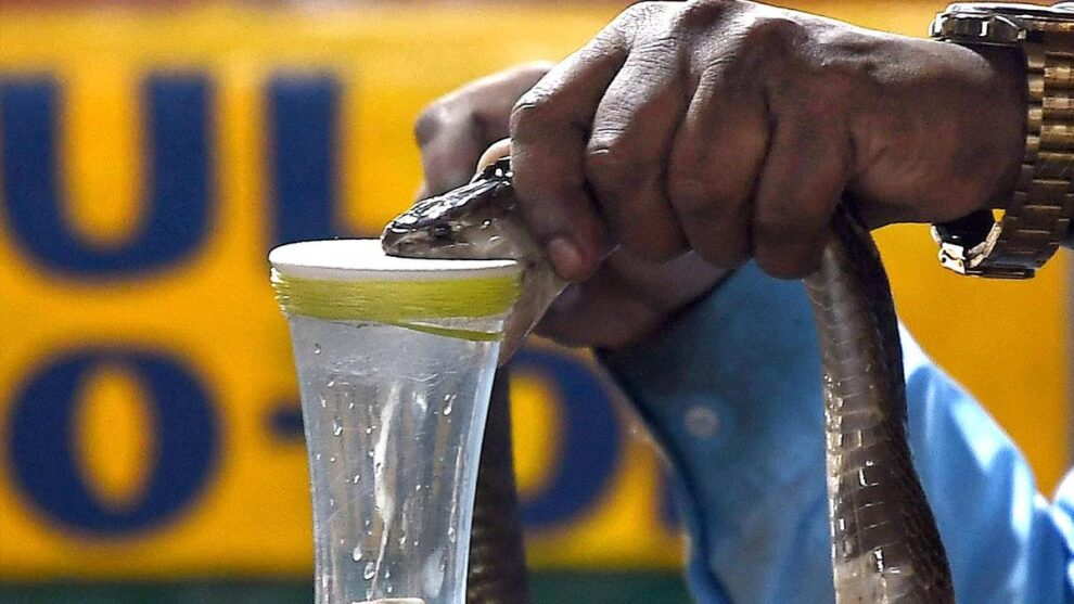 How snakebites push rural families deeper into poverty