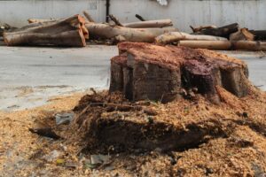 Drunken brawl leads to chopping down of two fully grown trees in Hyderabad