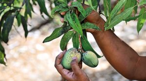 The king in crisis | Alphonso mangoes