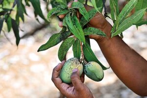 The king in crisis | Alphonso mangoes