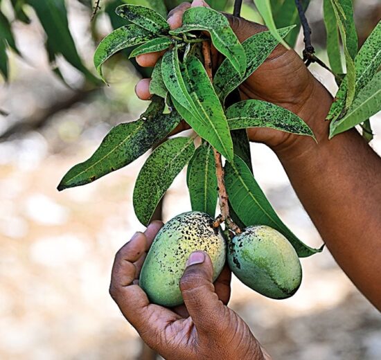 The king in crisis | Alphonso mangoes