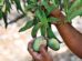 The king in crisis | Alphonso mangoes