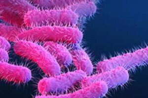 One more shigella death, seven fresh cases reported in Kerala