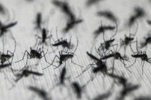 Brazil suspends dengue vaccine following two deaths