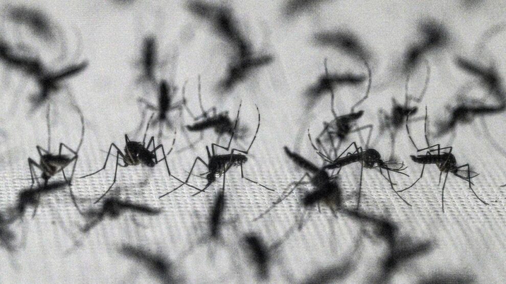 Brazil suspends dengue vaccine following two deaths