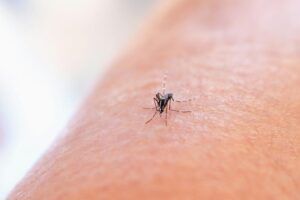 It’s a bad idea to scratch bug bites, research says
